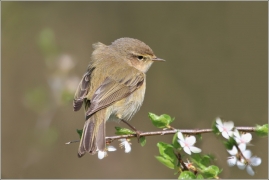 <p>BUDNÍČEK MENŚÍ (Phylloscopus collybita) Jiříkov</p>